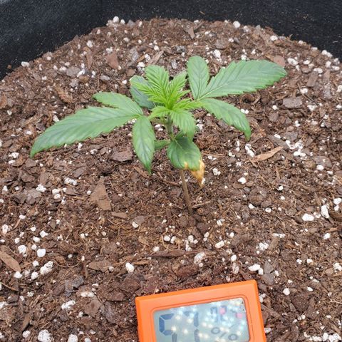 Gorilla Glue Auto growlog photo: Beginning of week 3 from cotyledon leaves appearing.