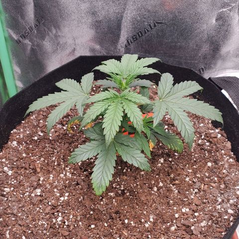 Gorilla Glue Auto growlog timeline photo