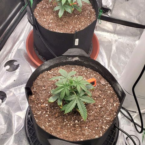 Gorilla Glue Auto growlog timeline photo
