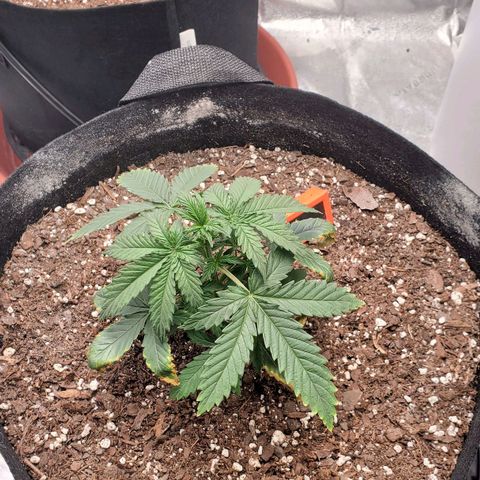 Gorilla Glue Auto growlog timeline photo