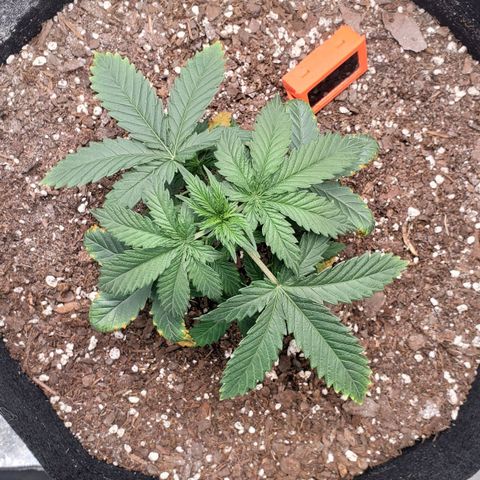 Gorilla Glue Auto growlog timeline photo