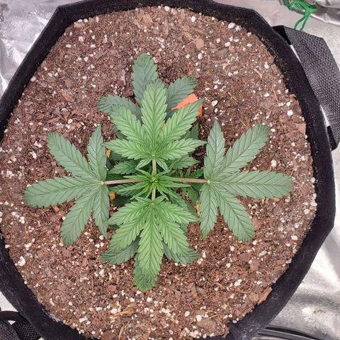 Gorilla Glue Auto growlog timeline photo