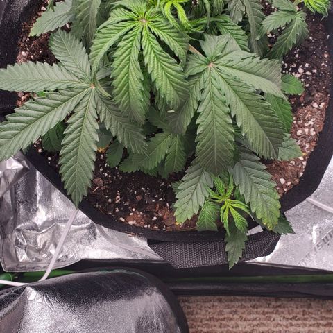 Gorilla Glue Auto growlog timeline photo