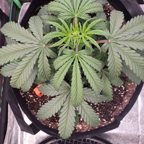Gorilla Glue Auto growlog timeline photo