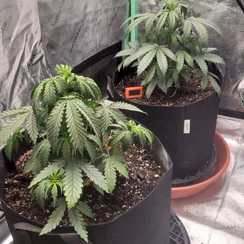 Gorilla Glue Auto growlog timeline photo