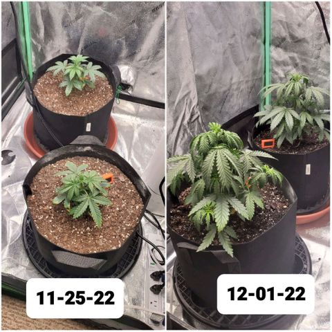 Gorilla Glue Auto growlog timeline photo