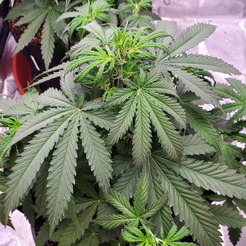 Gorilla Glue Auto growlog timeline photo