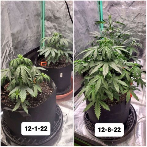 Gorilla Glue Auto growlog timeline photo