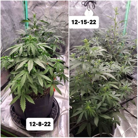Gorilla Glue Auto growlog timeline photo