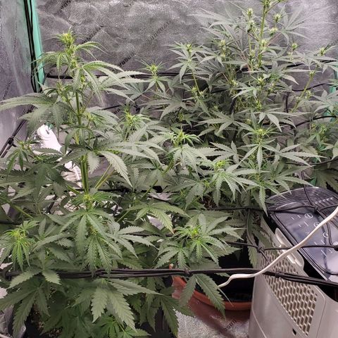 Gorilla Glue Auto growlog timeline photo