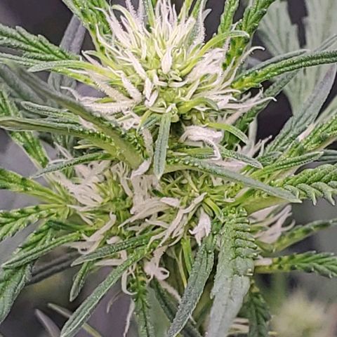 Gorilla Glue Auto growlog timeline photo