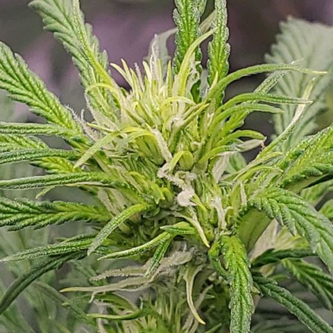 Gorilla Glue Auto growlog timeline photo