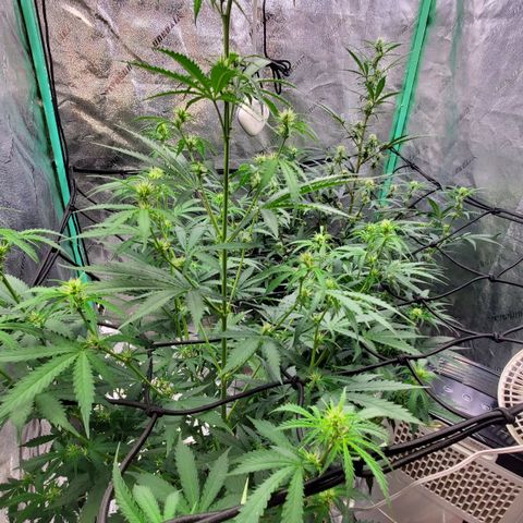 Gorilla Glue Auto growlog timeline photo