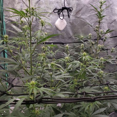 Gorilla Glue Auto growlog timeline photo