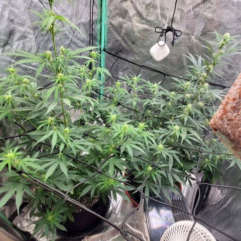 Gorilla Glue Auto growlog timeline photo