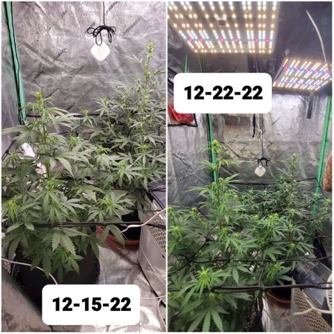 Gorilla Glue Auto growlog timeline photo