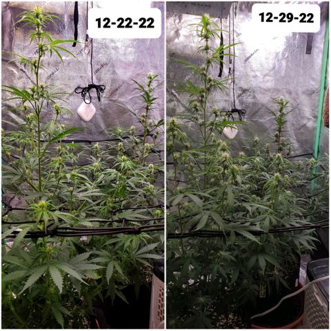 Gorilla Glue Auto growlog timeline photo