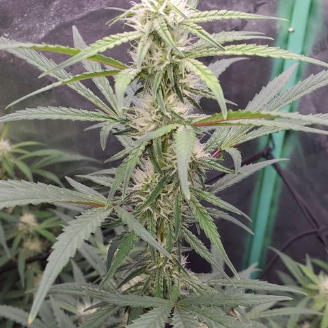 Gorilla Glue Auto growlog timeline photo