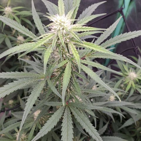 Gorilla Glue Auto growlog timeline photo