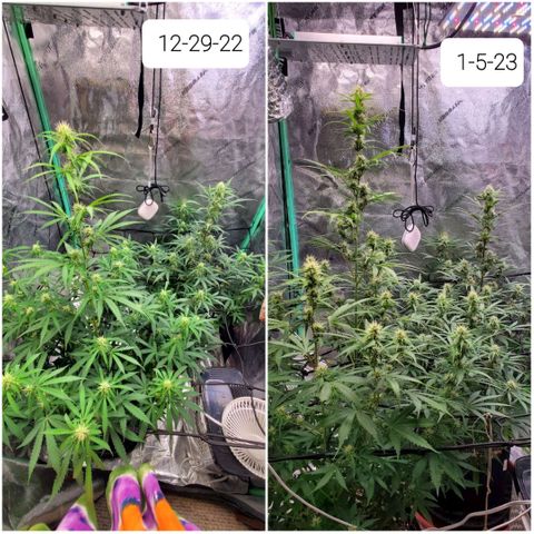 Gorilla Glue Auto growlog timeline photo