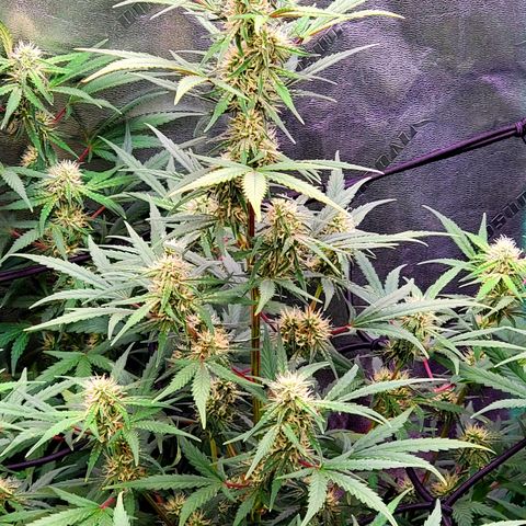 Gorilla Glue Auto growlog timeline photo