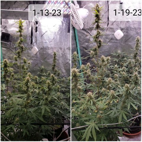 Gorilla Glue Auto growlog timeline photo