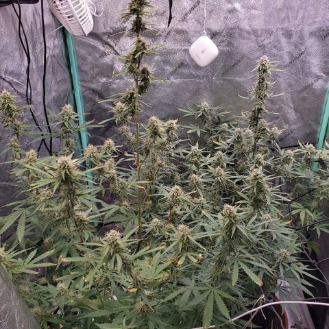 Gorilla Glue Auto growlog timeline photo