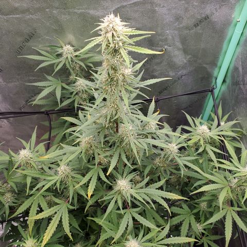 Gorilla Glue Auto growlog timeline photo