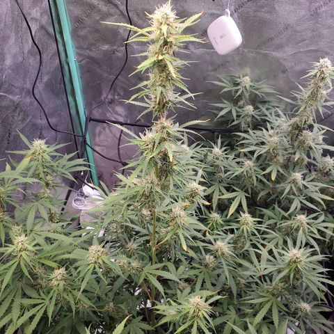 Gorilla Glue Auto growlog timeline photo
