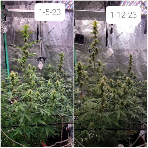 Gorilla Glue Auto growlog timeline photo