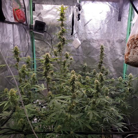 Gorilla Glue Auto growlog timeline photo