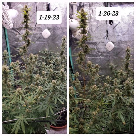 Gorilla Glue Auto growlog timeline photo