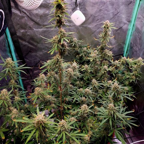 Gorilla Glue Auto growlog timeline photo