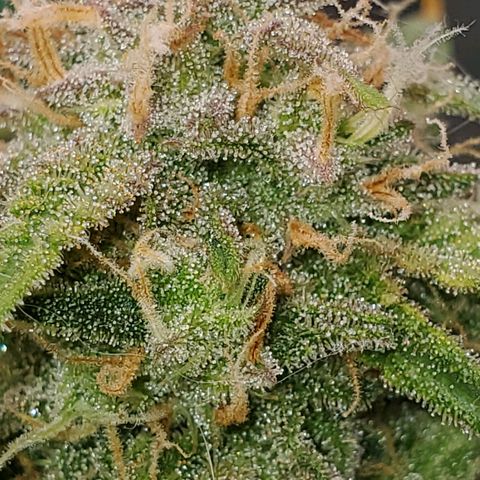 Gorilla Glue Auto growlog timeline photo