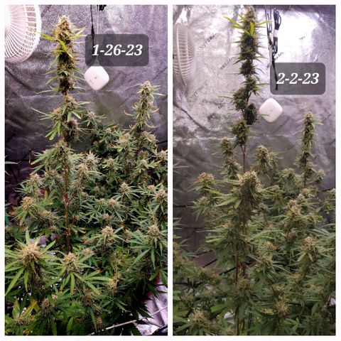 Gorilla Glue Auto growlog timeline photo