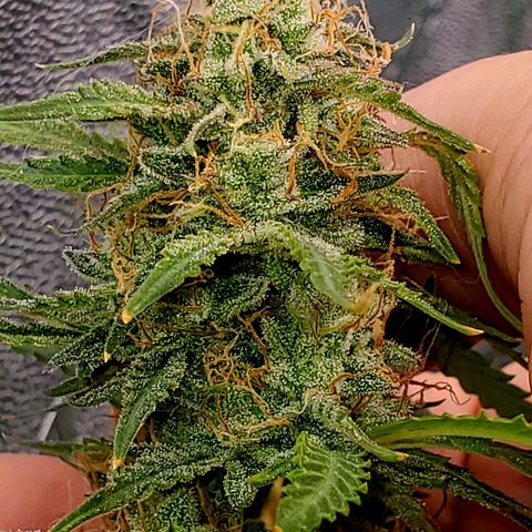 Gorilla Glue Auto growlog timeline photo