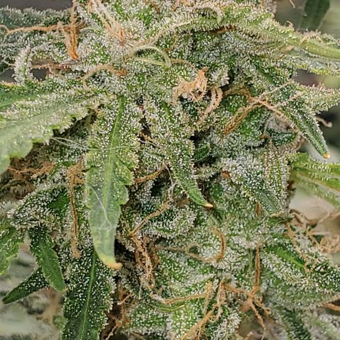 Gorilla Glue Auto growlog timeline photo