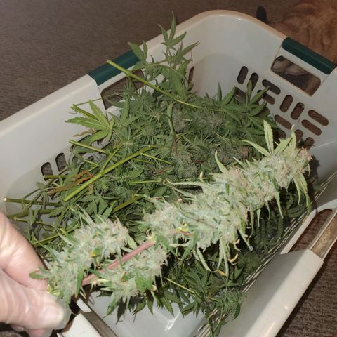 Gorilla Glue Auto growlog timeline photo