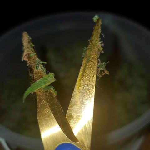 Gorilla Glue Auto growlog timeline photo