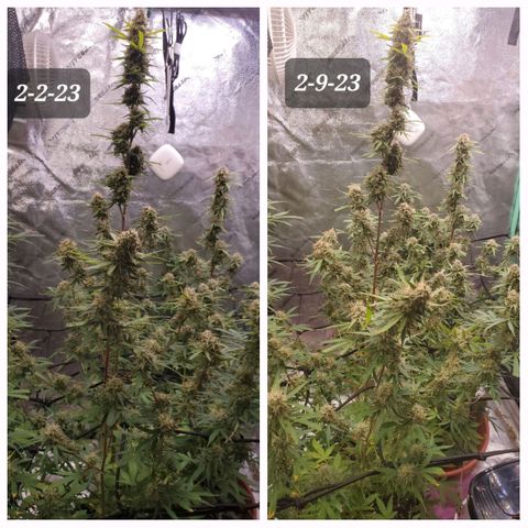 Gorilla Glue Auto growlog timeline photo
