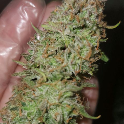 Gorilla Glue Auto growlog timeline photo