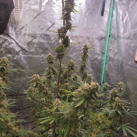 Gorilla Glue Auto growlog timeline photo