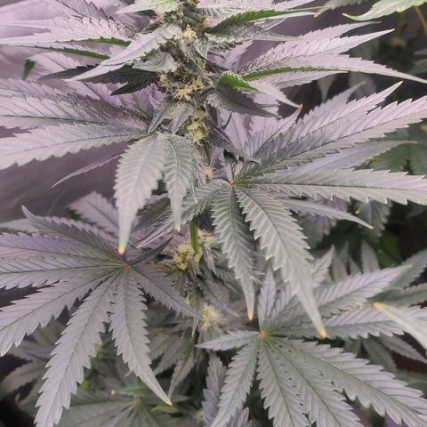 Sugar Bomb Punch #4 growlog timeline photo