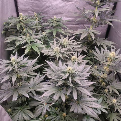 Dos Si Dos 33 growlog timeline photo
