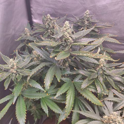 Sugar Bomb Punch #1 growlog timeline photo