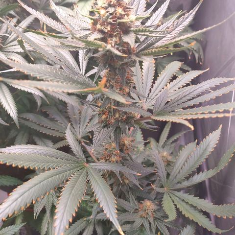 Sugar Bomb Punch #3 growlog timeline photo