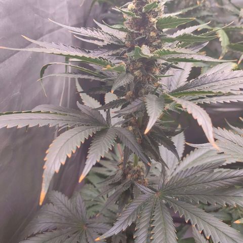 Sugar Bomb Punch #4 growlog timeline photo