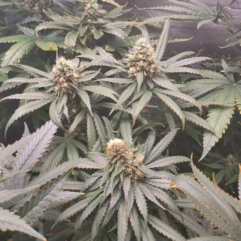 Sugar Bomb Punch #5 growlog timeline photo