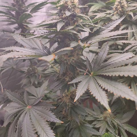 Dos Si Dos 33 growlog timeline photo