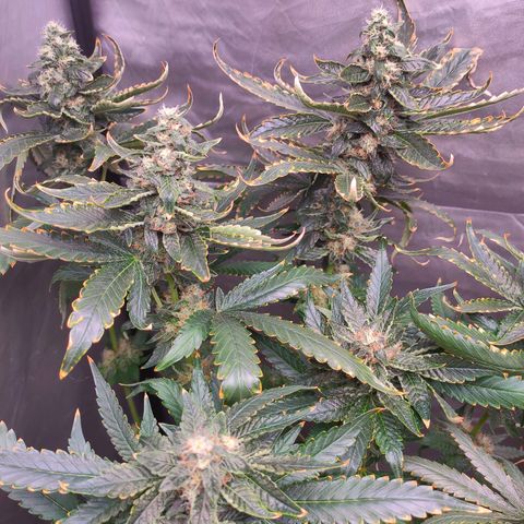 Sugar Bomb Punch #1 growlog timeline photo